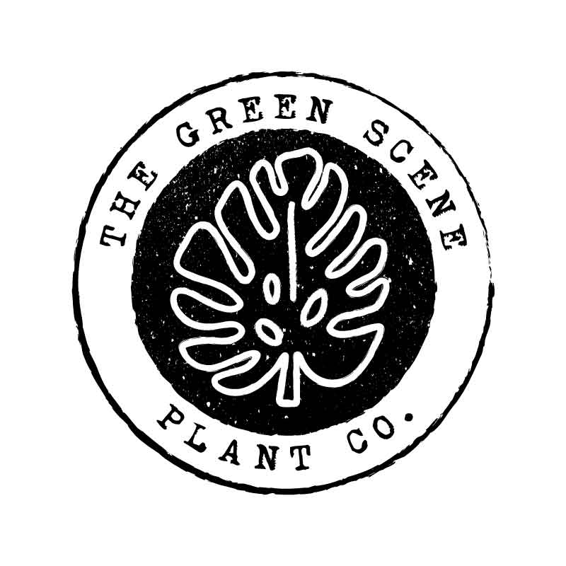 Sheridan Eveline - The Green Scene Plant Co